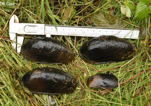 Margaretifera