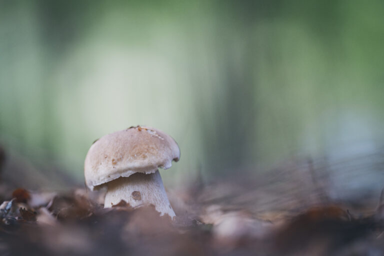 Promenades champignons