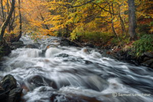 Rivière parc naturel en automne
