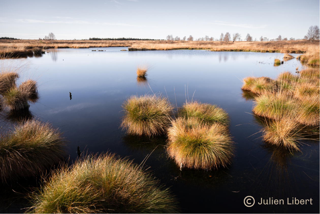 Tourbes Hautes Fagnes