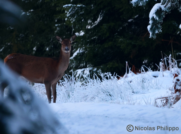 Biche dans un paysage enneigé