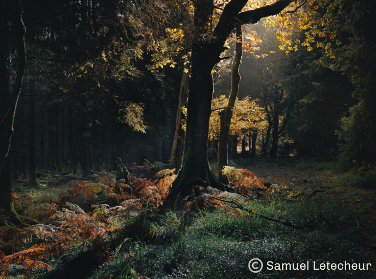 Forêt fin automne
