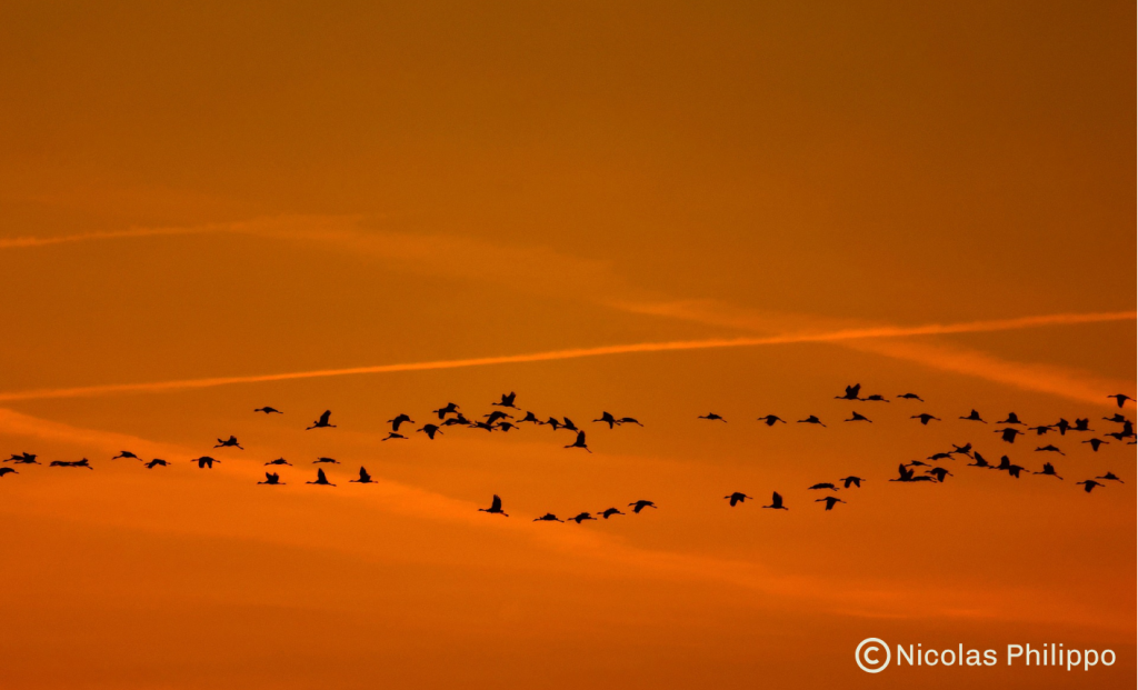 Grues cendrées en vol au soleil couchant