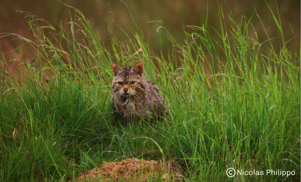 Chat forestier dans les herbes