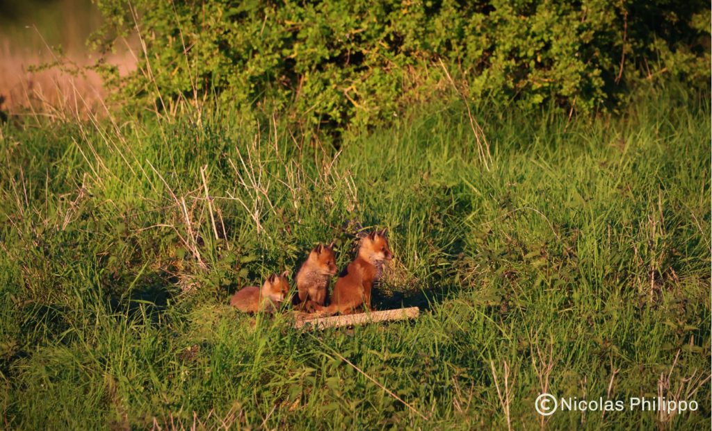 Renardeaux dans les herbes