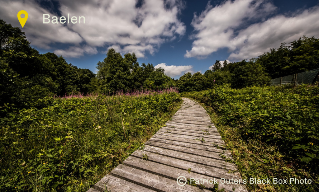 Paysage nature Baelen