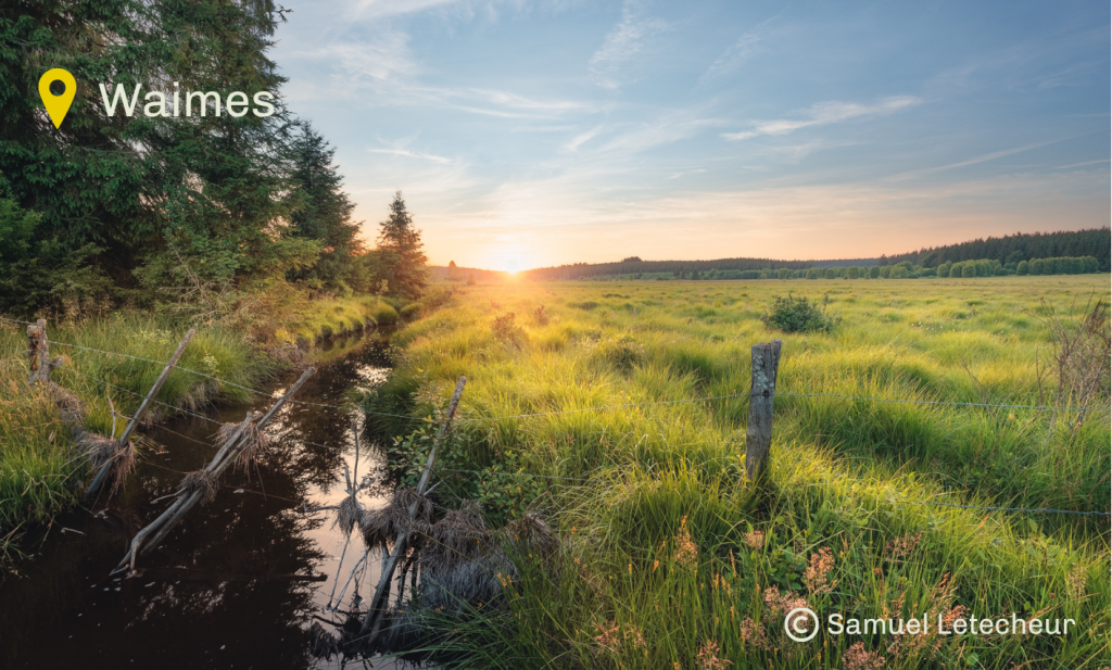 Paysage rural Waimes avec quelques arbres