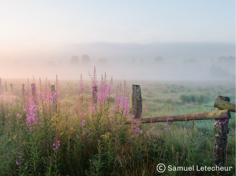 Parc naturel prairie dans la brume en été