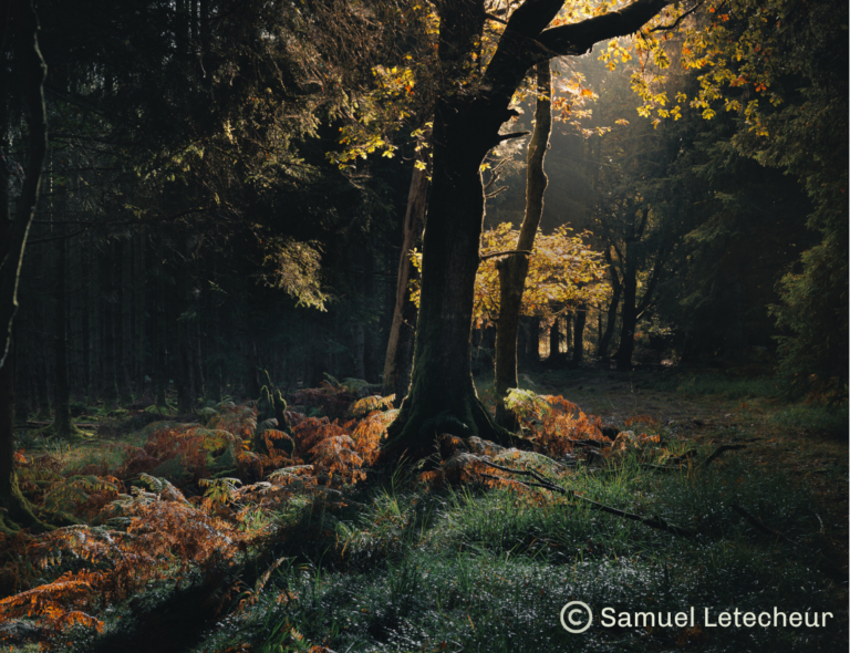 Parc naturel arbre automne