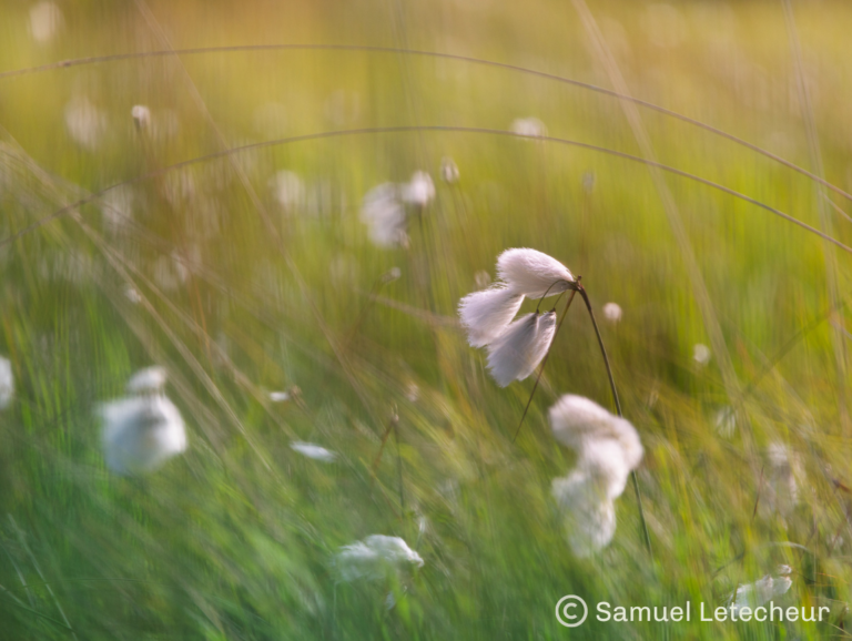 Parc naturel linaigrettes au printemps