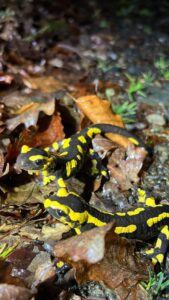 Deux salamandres dans les feuilles meurtes