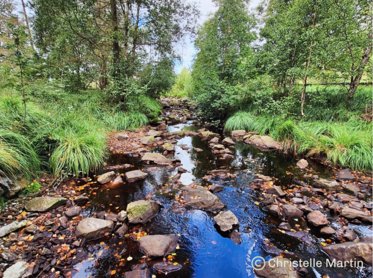 Rivière ouverte du parc naturel en belle saison avec quelques arbres